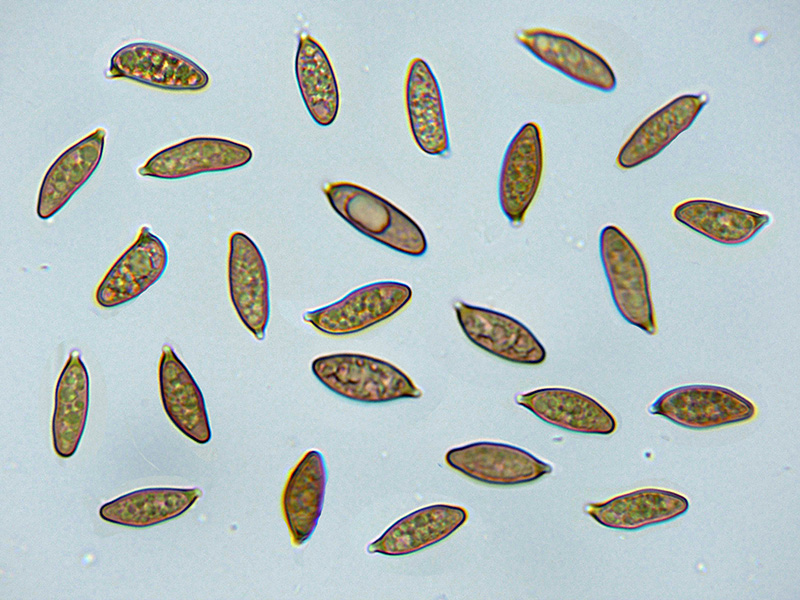 Un corticale simile a Coniophora